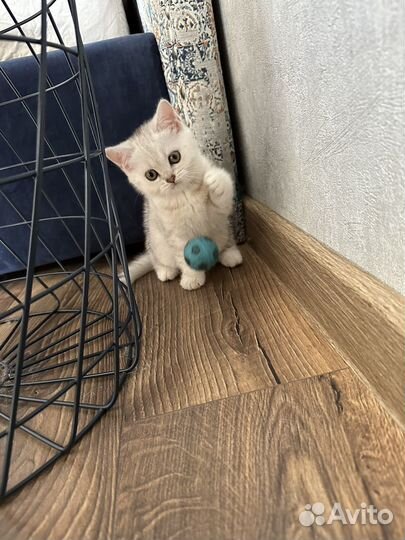 Серебристая шиншилла