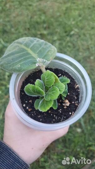 Глоксиния Красные чернила