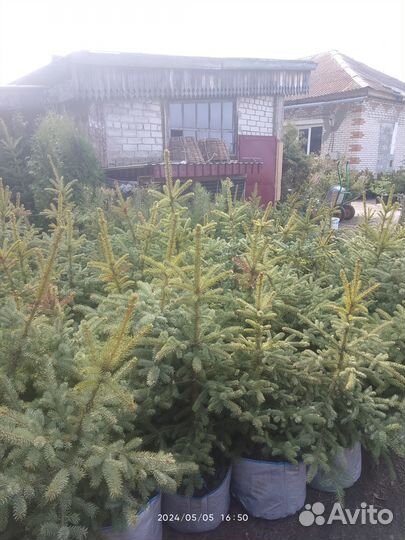 Ель голубая