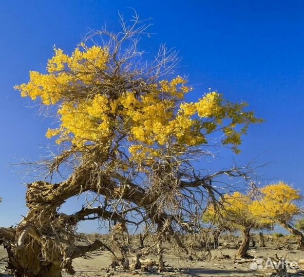 Саксаул зайсанский, семена