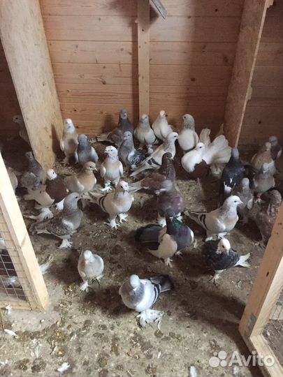 Турецкие голуби (такла)