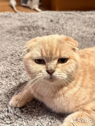 Шотландская вислоухая кошка бесплатно