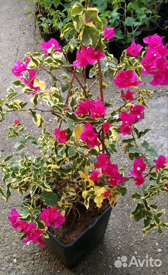 Бугенвиллия вариегатная