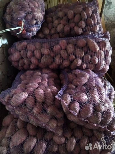 Картофель оптом