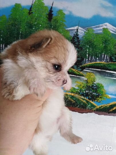 Шпиц+болонка