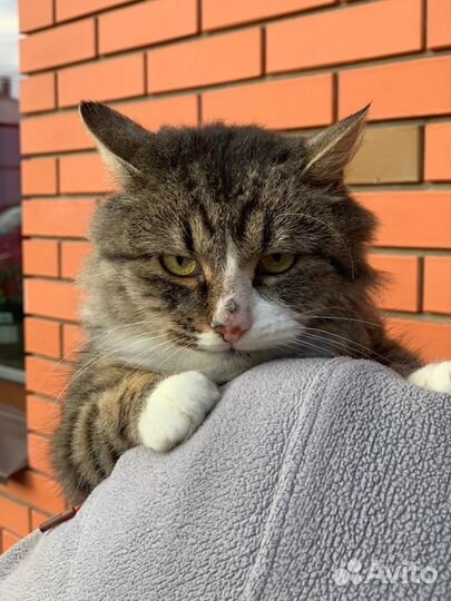 Отдам кота в добрые руки