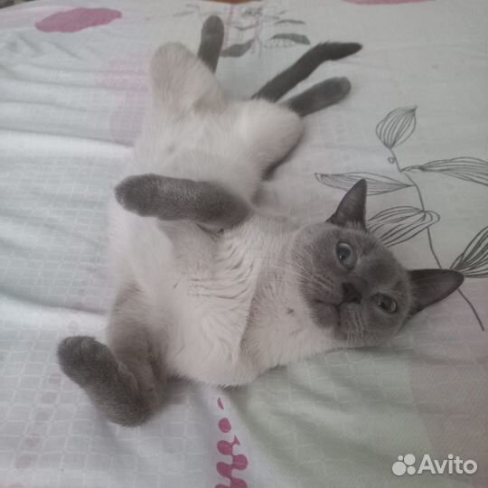 Кошки в добрые руки