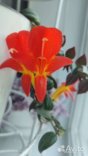 Эсхинантус, нематантус, колумнея