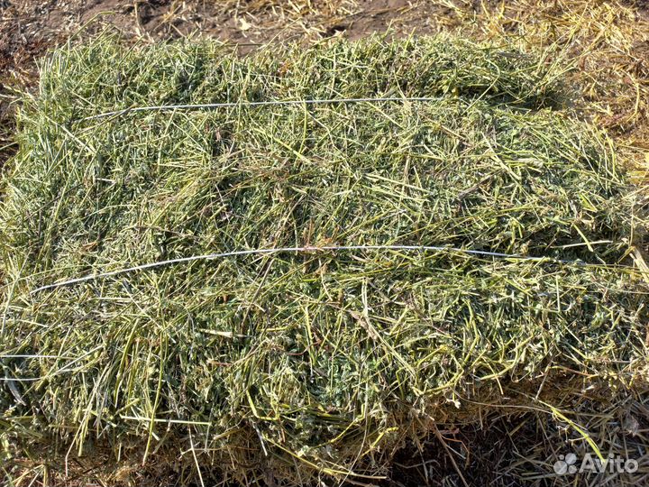 Сено в тюках 2023