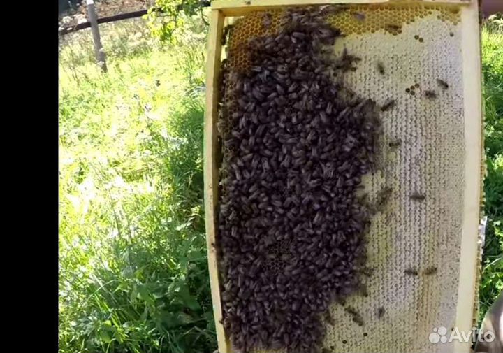 Соты, меда 2024: гречишный, разнотравье, цветочный