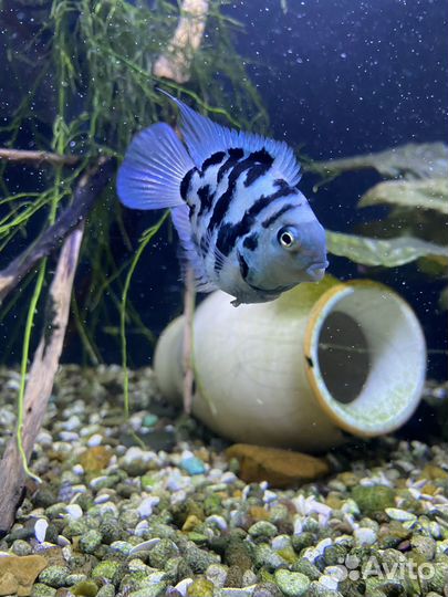 Аквариумные рыбки