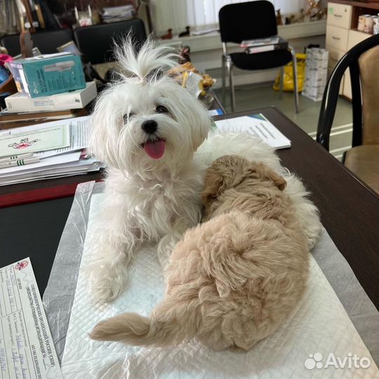 Щенки мальтипу