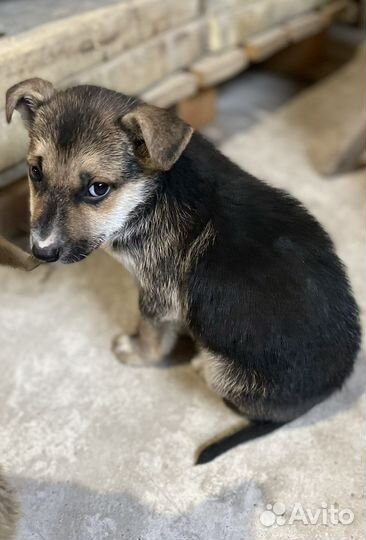 Щенки в дар