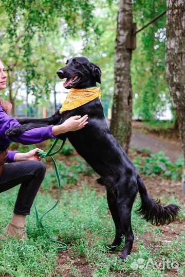 Собаки бесплатно