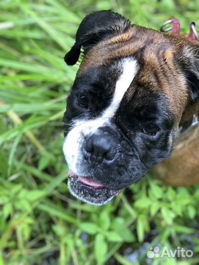 Передержка собак