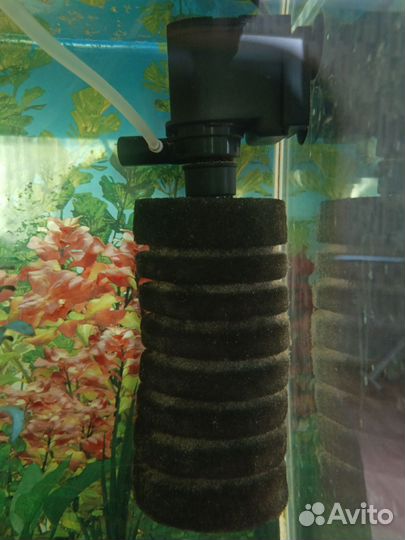 Аквариумные рыбки