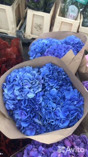 Гортензия, Цветы с Доставкой, Букет Гортензии