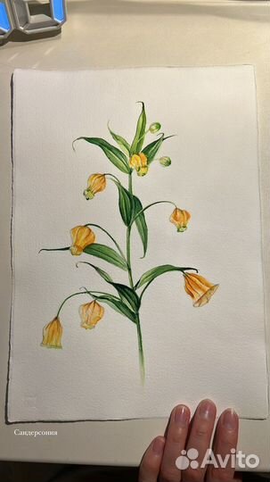 Рисунок цветка Сандерсония акварельный