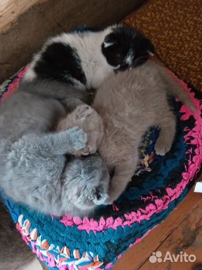 Котята в добрые руки