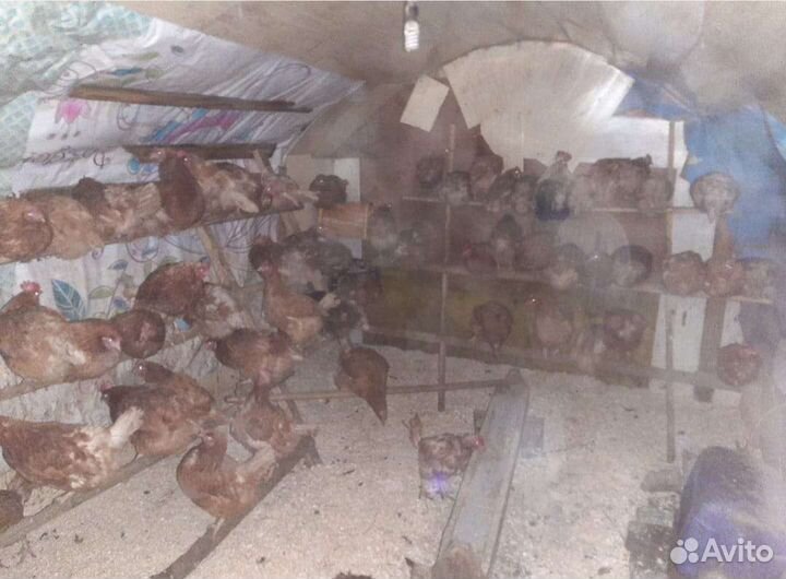 Яйцо куриное деревенское, домашнее