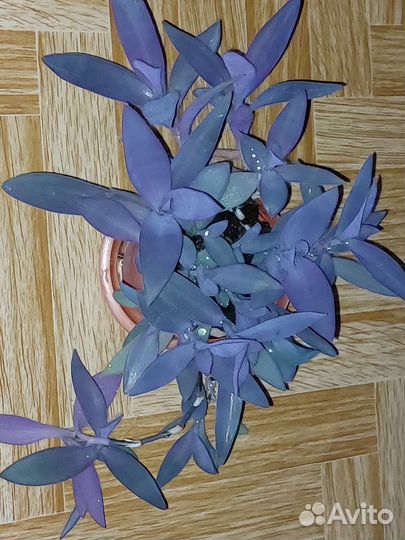 Стапелия, Сеткреазия, Алоэ, Золотой ус, Зебрина др