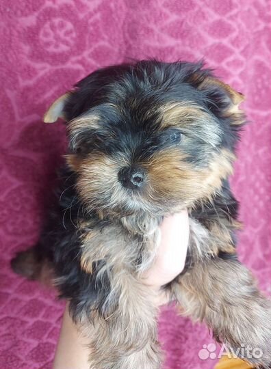 Йоркширский терьер мини