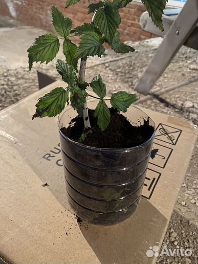 Малина кумберленд саженцы