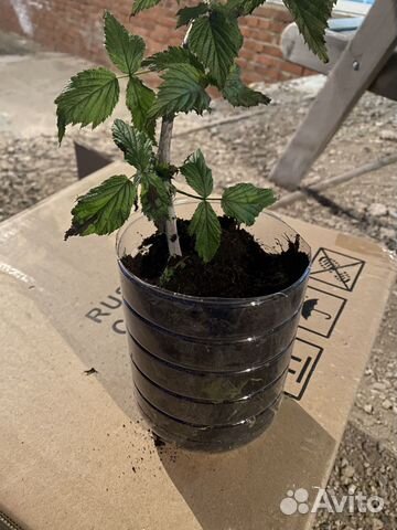 Малина кумберленд саженцы