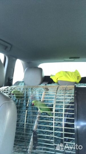 Ожереловый попугай