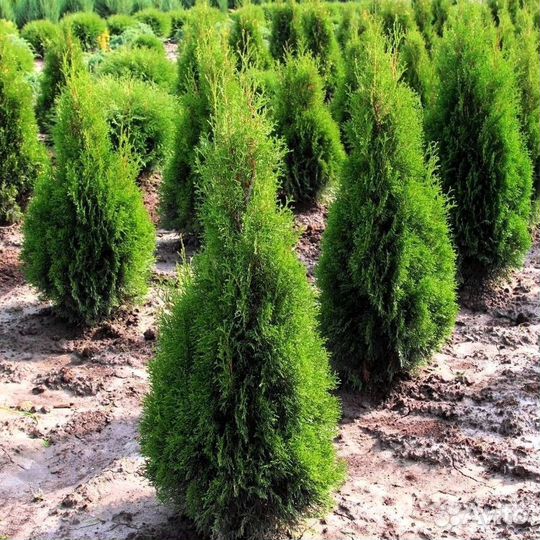 Туи для изгороди