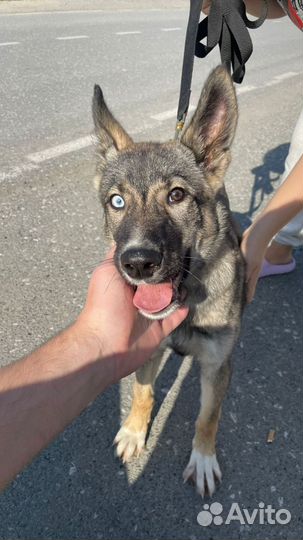 Ральф ищет дом