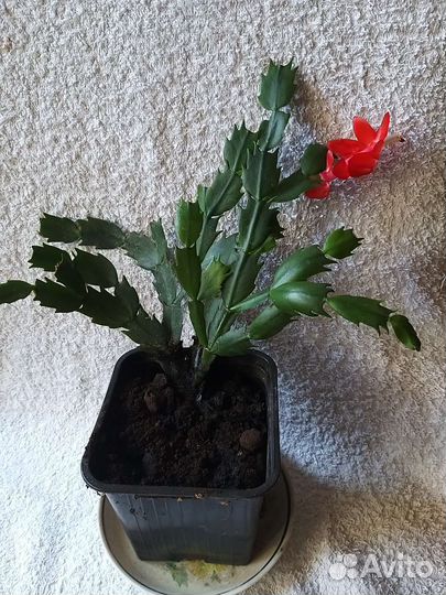 Декабрист шлюмбергера белый,красный,белый с розовы