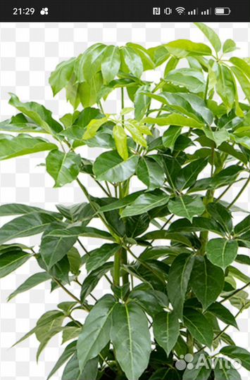 Комнатные цветы шеффлера лучелистная