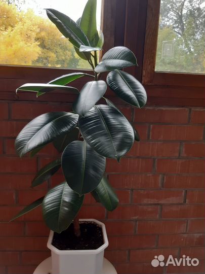 Фикус эластика робуста