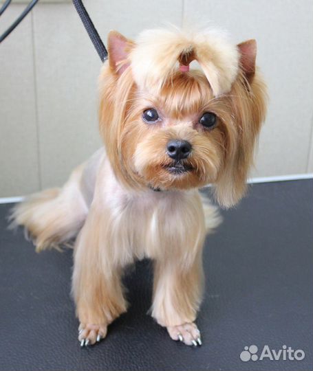 Стрижка собак/кошек, груминг