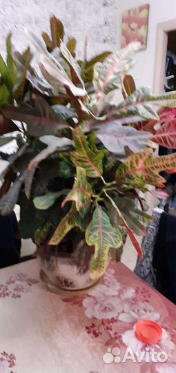 Цветок кротон