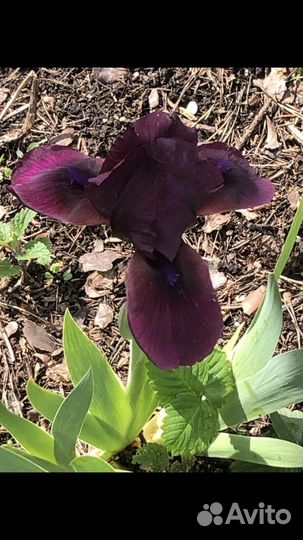 Тимьян Чабрец вариегатный