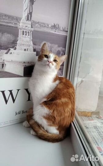 Кошка стерилизованная