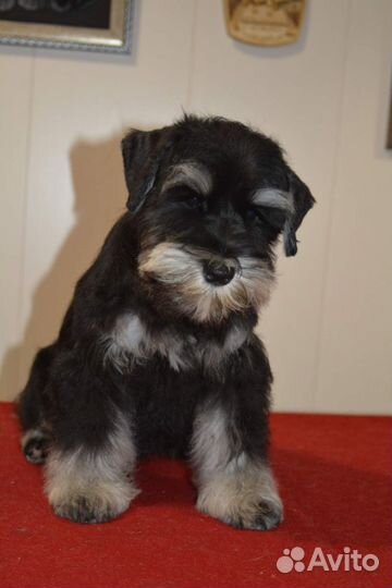 Щенки цвергшнауцера