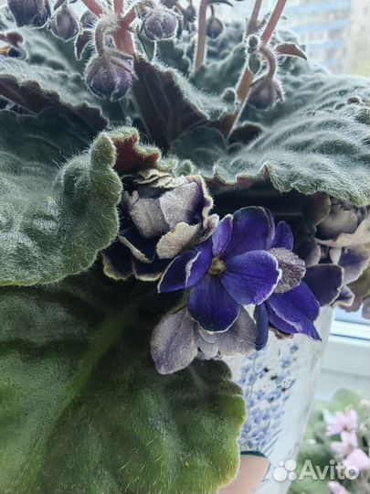 Фиалка с белой окантовкой