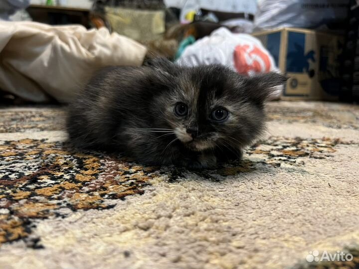 Кошка, котята