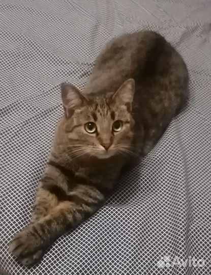 Передержка животных (кошек, щенков)