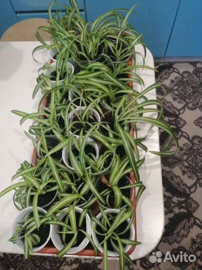 Хлорофитум