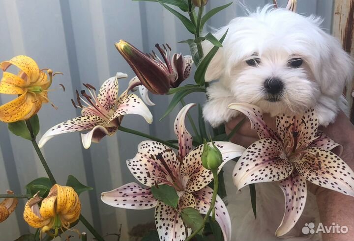 Щенки мальтезе