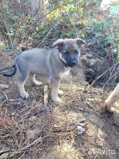 Щенки