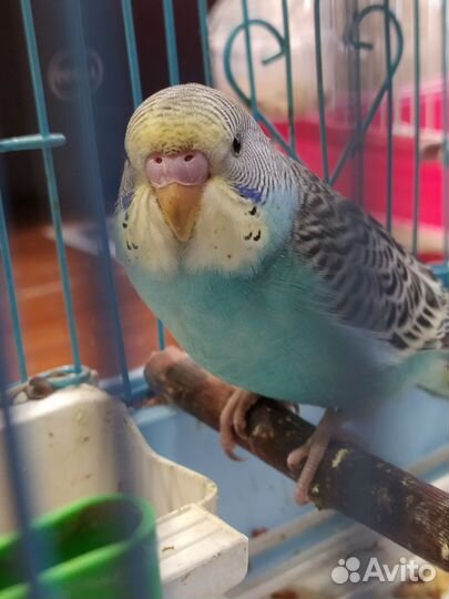 Попугаи птенцы