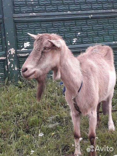 Козел и Козы