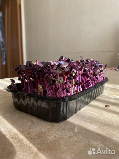 Микрозелень оптом и в розницу