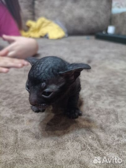 Котята сфинкс браш эльфики