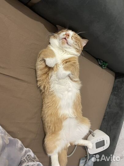 Кот в добрые руки